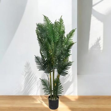 Areca Palm 2