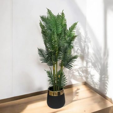 Areca Palm