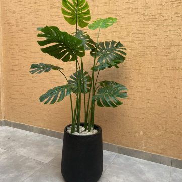 Monstralia plant 5.5 ft